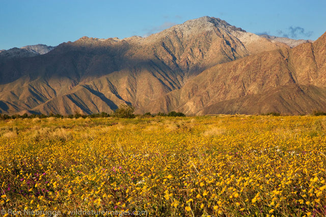 Desert Gold Wildflowers in Coyote Canyon