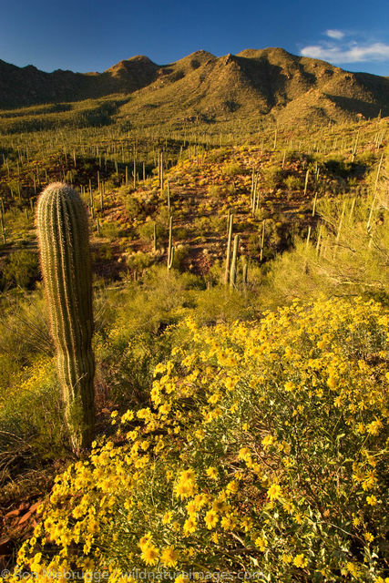Saguaro National Park, West District