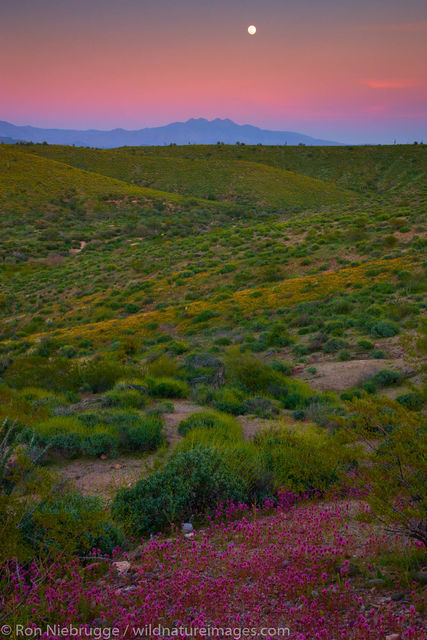 McDowell Mountain Regional Park