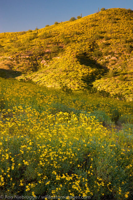 McDowell Mountain Regional Park