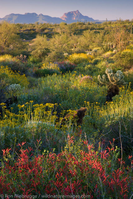 McDowell Mountain Regional Park