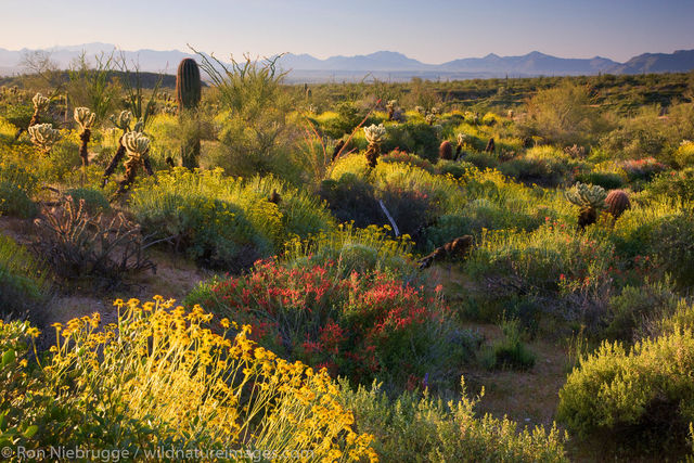 McDowell Mountain Regional Park