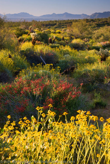 McDowell Mountain Regional Park
