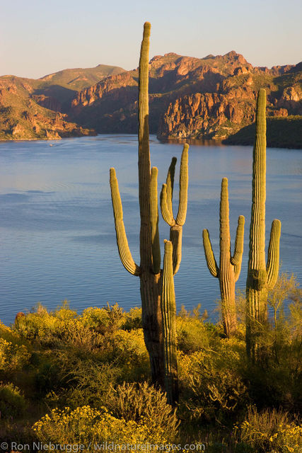 Saguaro Lake 