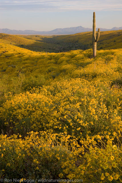 McDowell Mountain Regional Park