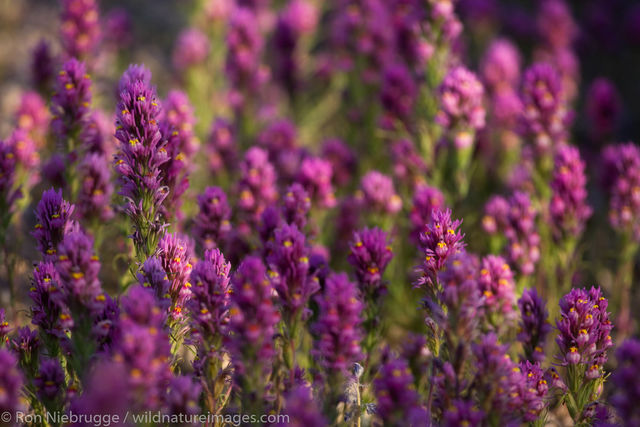 Wildflowers 