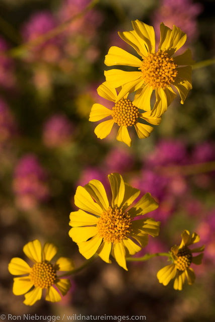 Wildflowers 