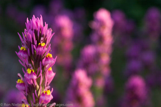 Wildflowers 