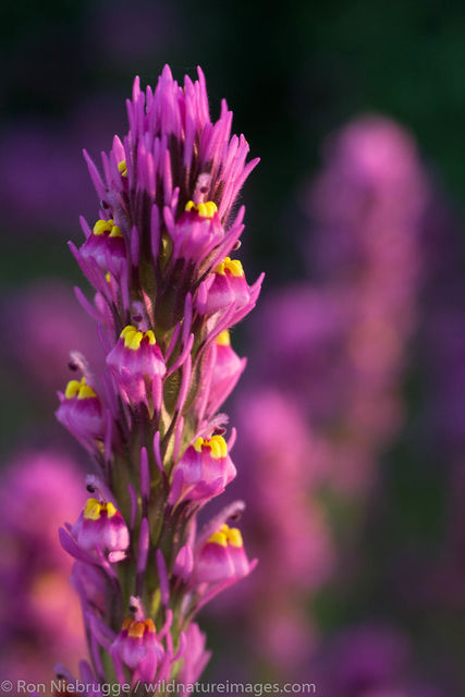 Wildflowers 