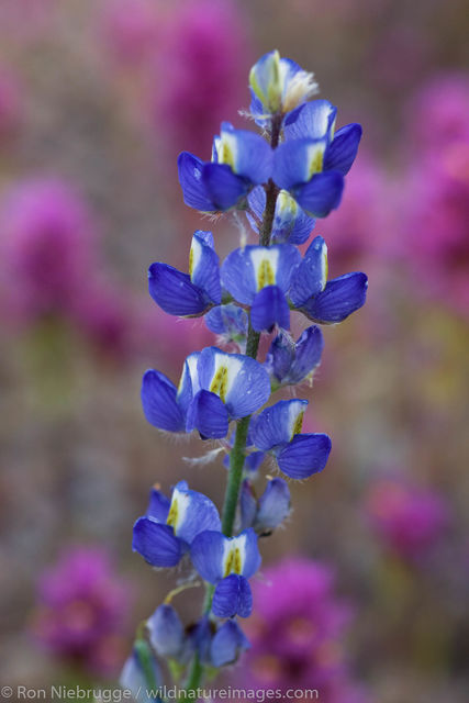 Wildflowers 