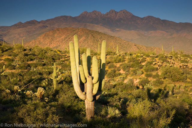 McDowell Mountain Regional Park