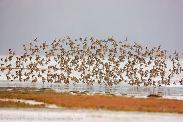 Shorebird Migration