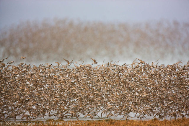 Shorebird Migration