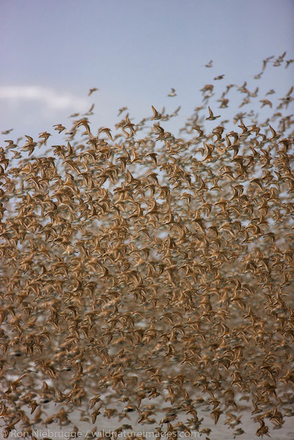 Shorebird Migration