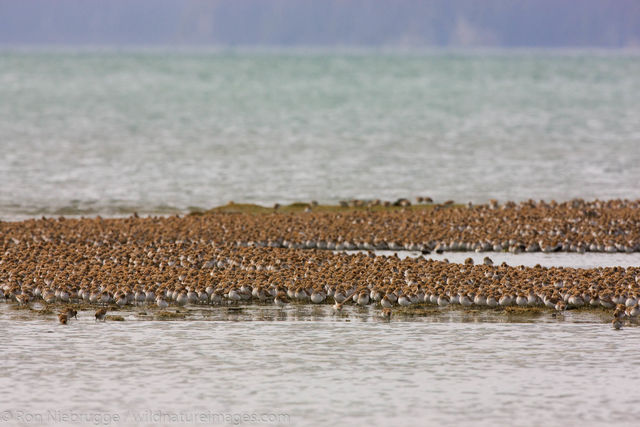 Shorebird Migration