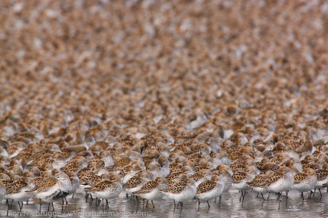 Shorebird Migration