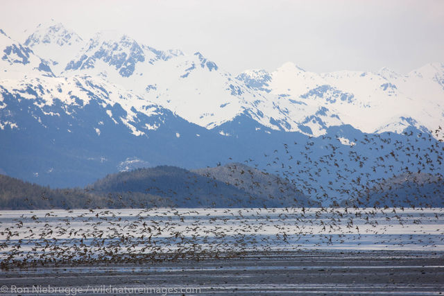 Shorebird Migration