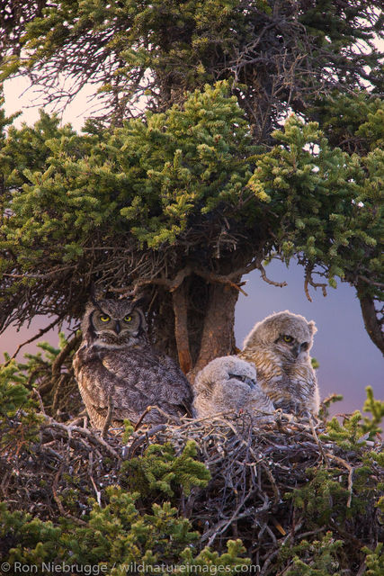 Great Horned Owl nest