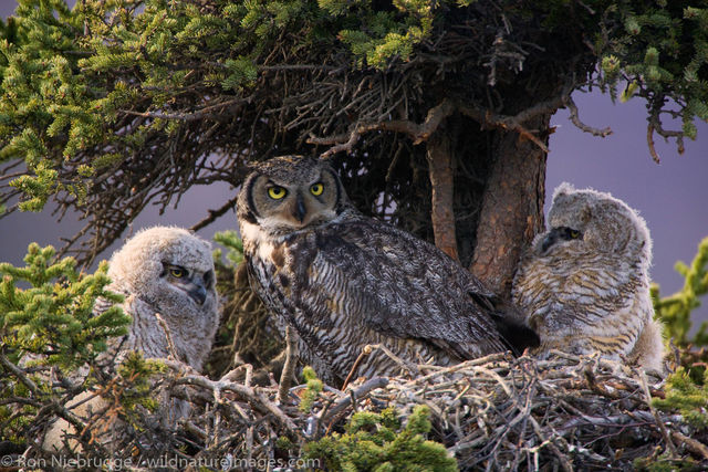 Great Horned Owl nest
