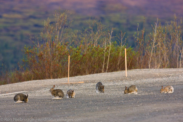 Snowshoe hares 