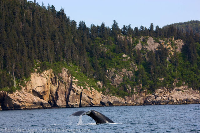 Humpback whale