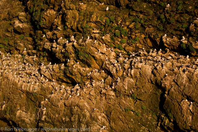 Black-legged Kittiwake colony