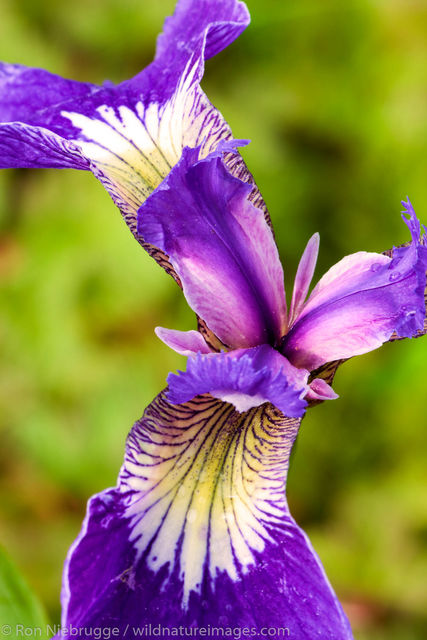 Wild Iris