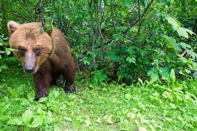 Brown Bear in Alaska