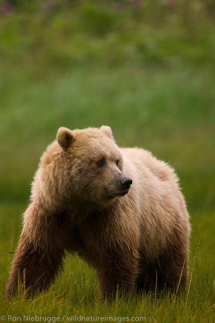 Brown Bear Cub