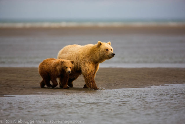 Brown Bears