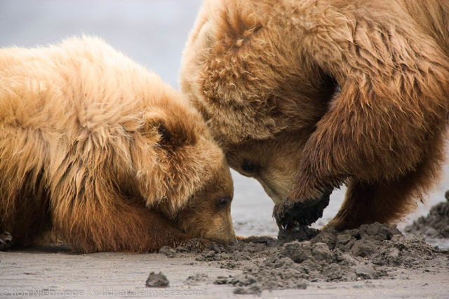 Brown Bear Digging Clams