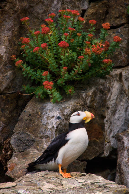 Horned Puffin