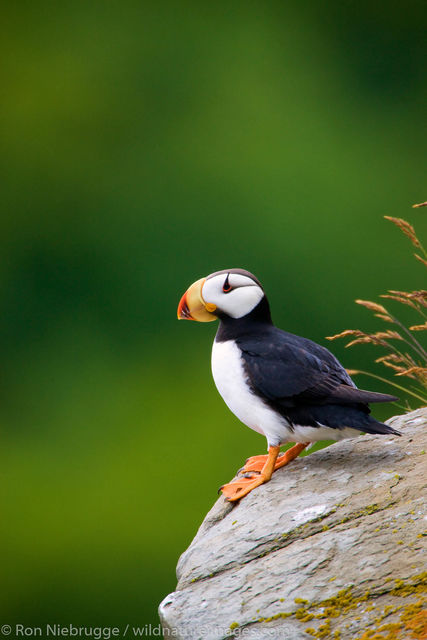 Horned Puffin