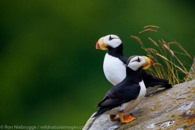 Horned Puffin