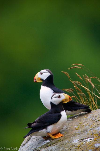 Horned Puffin