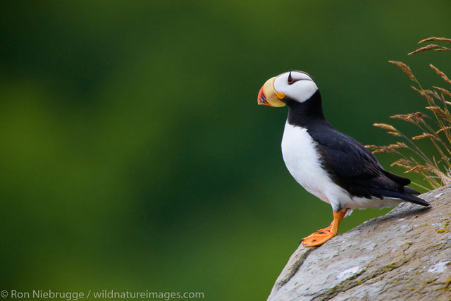 Horned Puffin