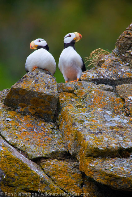 Horned Puffin