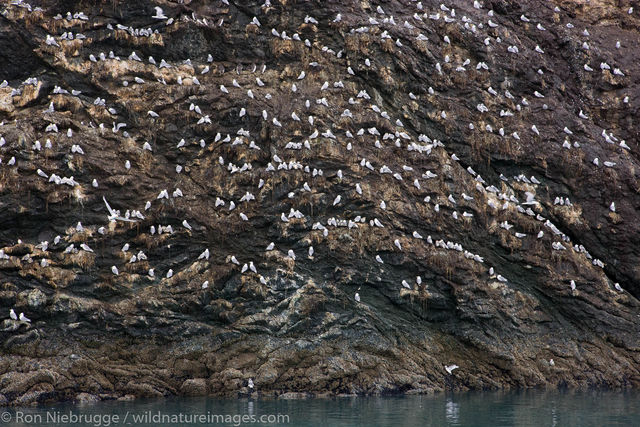 Gull Island
