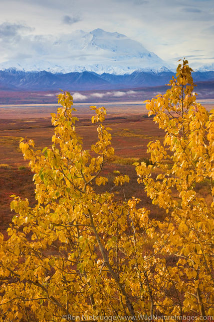 Denali National Park