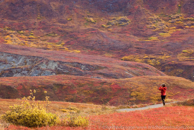 Hiking in Denali