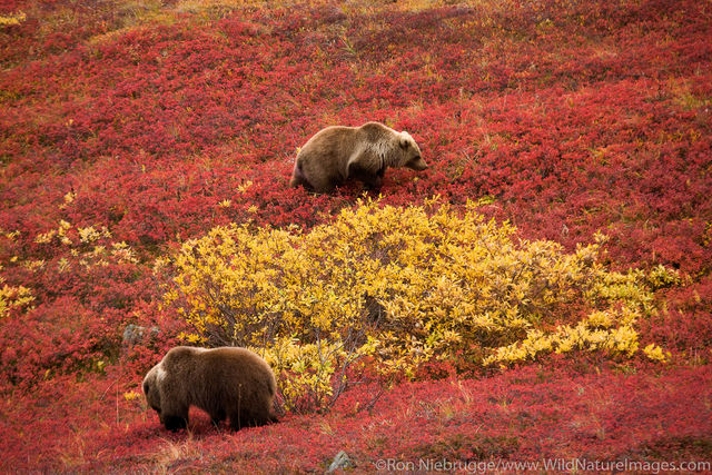 Grizzly Bear