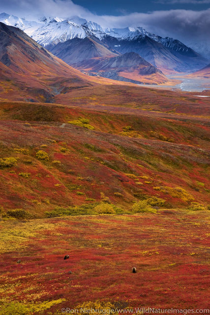 Denali National Park