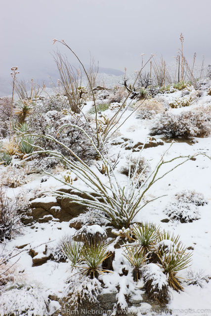 Snow in Anza Borrego Desert