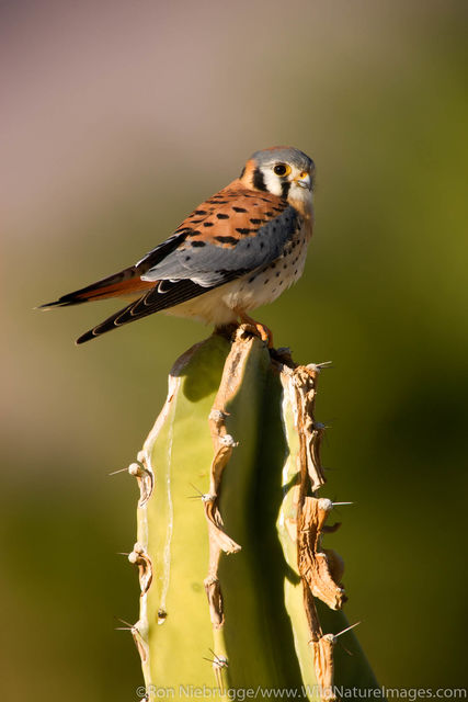 American Kestrel