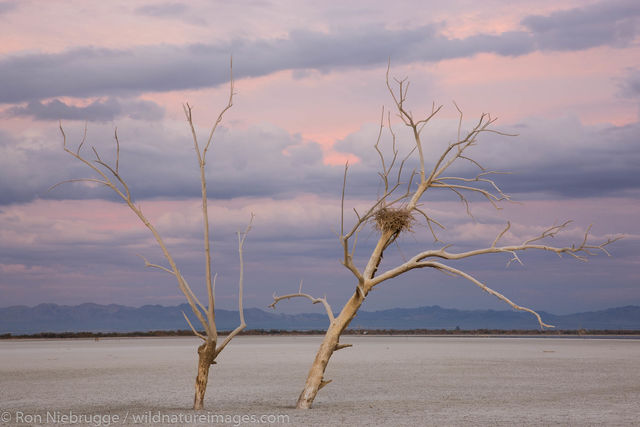 Salton Sea
