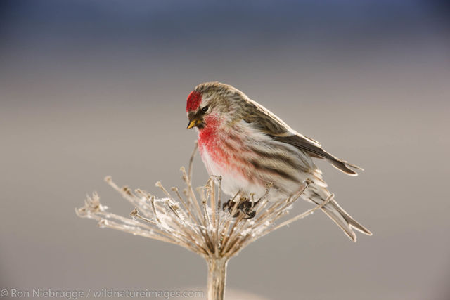 Common Redpoll