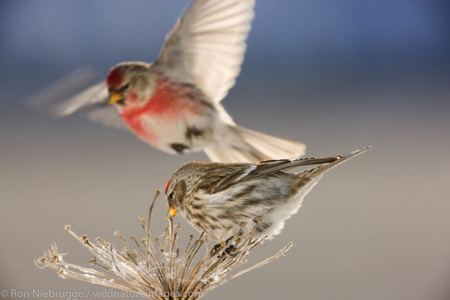 Common Redpoll