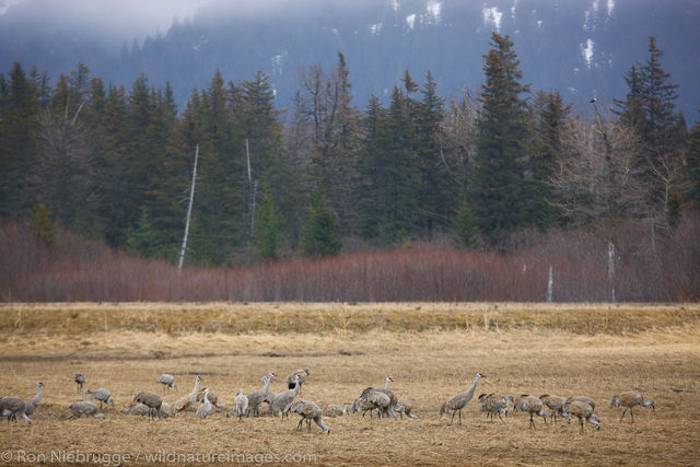 Sandhill Cranes