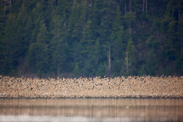 Shorebird migration