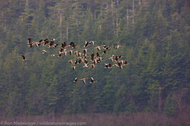 Shorebird migration